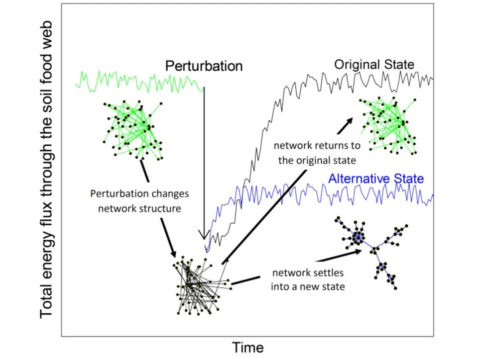 a diagram depicting ecological networks